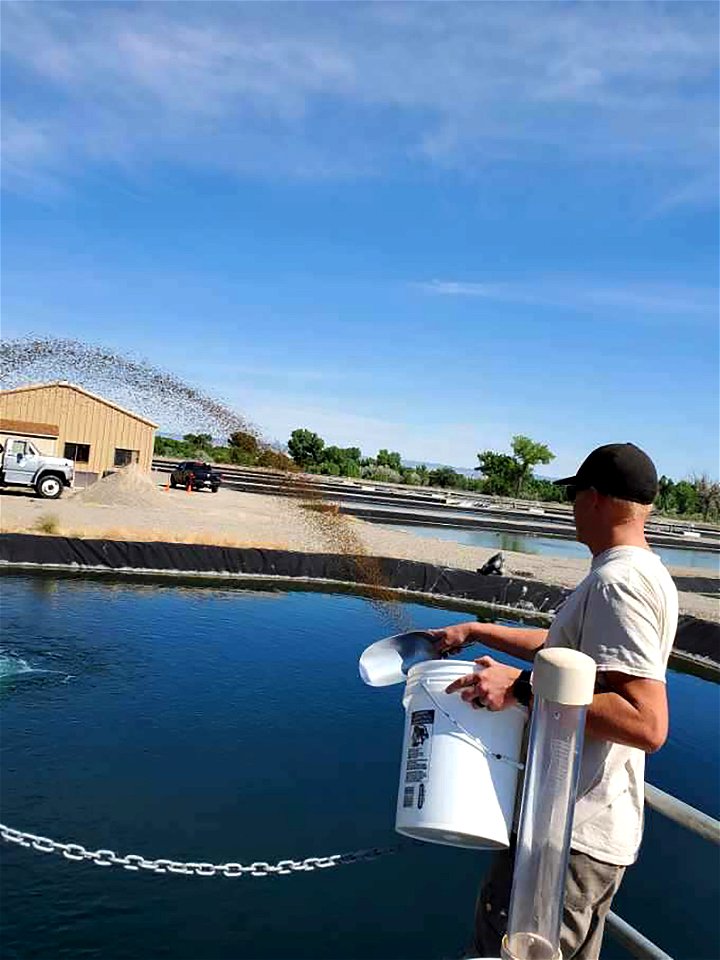 Feeding fish photo