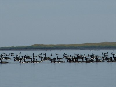 Brant at Izembek Lagoon