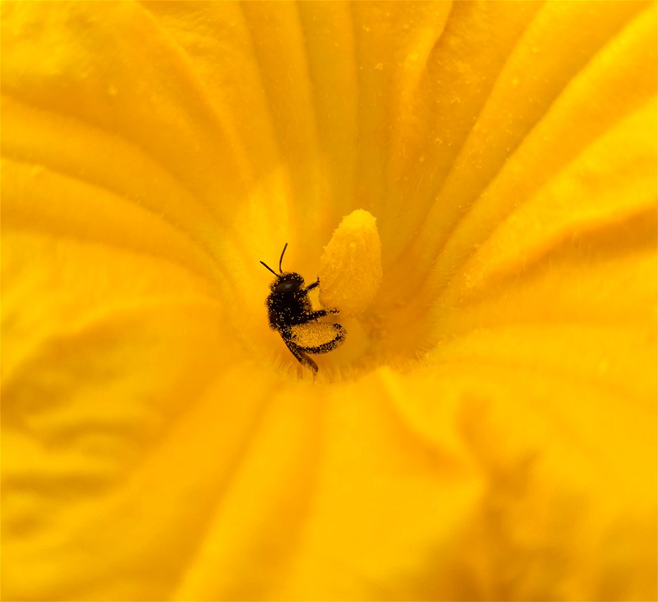 Bee gathering pollen on squash flower photo