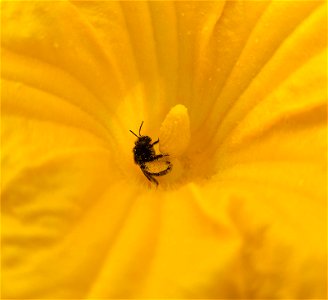 Bee gathering pollen on squash flower