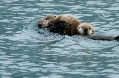 Sea otters photo