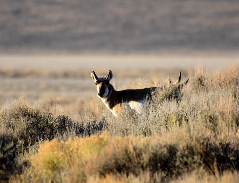 Pronghorn at Seedskadee National Wildlife Refuge