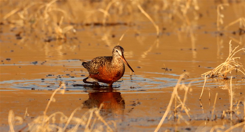 Hudsonian Godwit Huron Wetland Management District photo