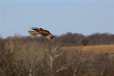 Juvenile red-tailed hawk in flight