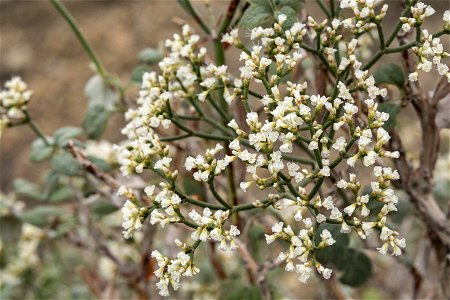 Eriogonum corymbosum