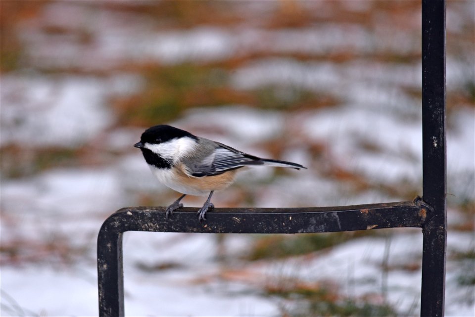 Black-capped chickadee photo