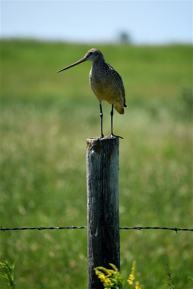 Marbled Godwit on Fence Post Lake Andes Wetland Management District South Dakota. photo