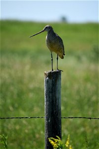 Marbled Godwit on Fence Post Lake Andes Wetland Management District South Dakota.