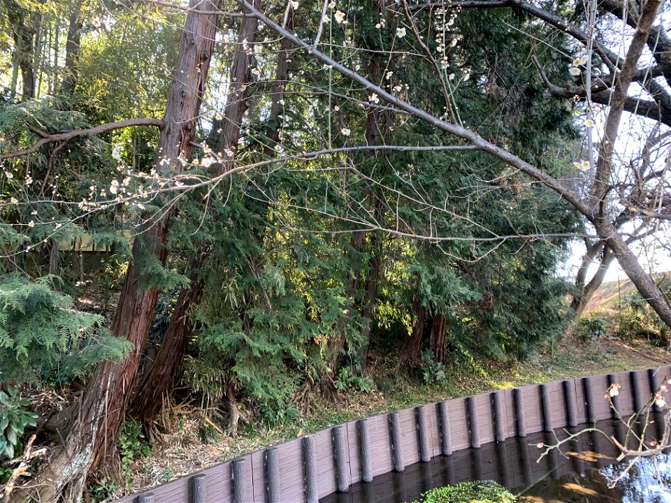 Kurome River in Shimosato, Higashikurume-shi