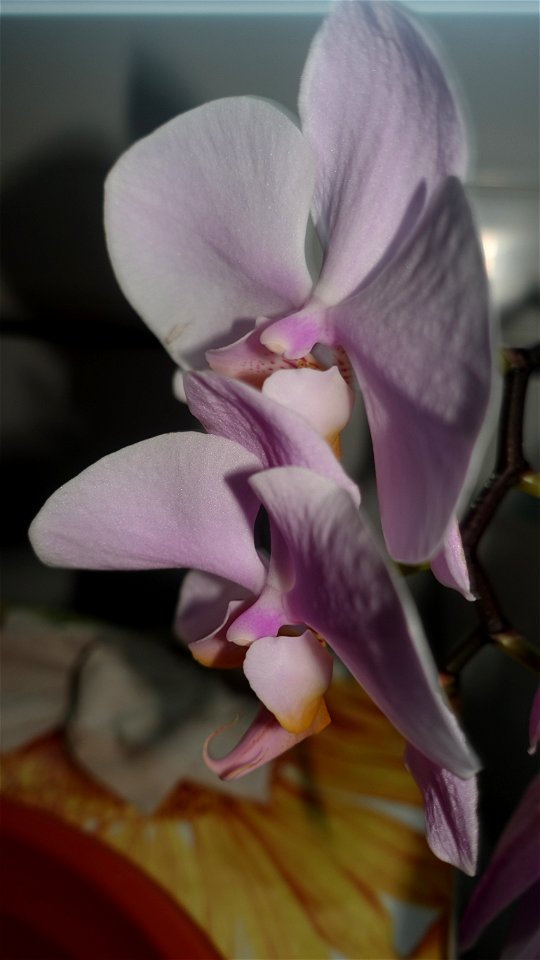 orchids-兰花_2023_0219_182213 photo