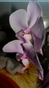 orchids-兰花_2023_0219_182213 photo