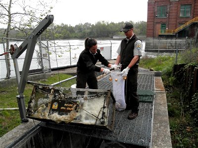 Service Employees at St. Joe River, Michigan checking Sea Lamprey Traps.