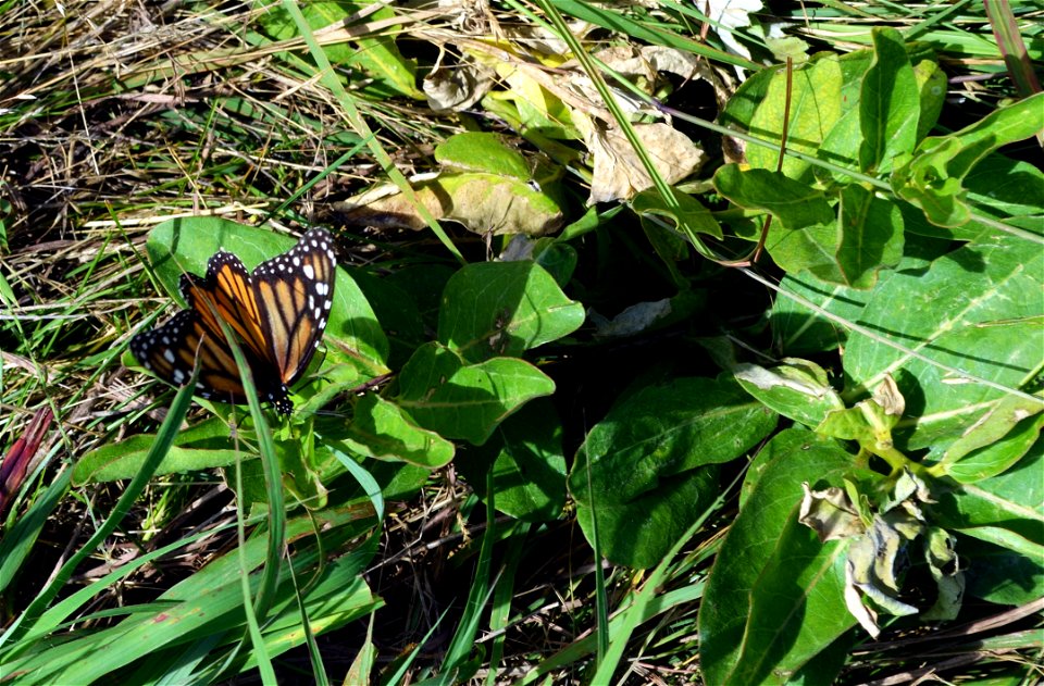 Female monarch laying eggs on green milkweed