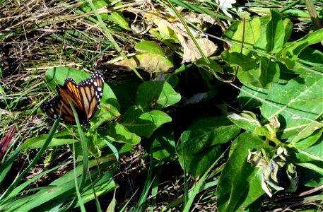 Female monarch laying eggs on green milkweed photo
