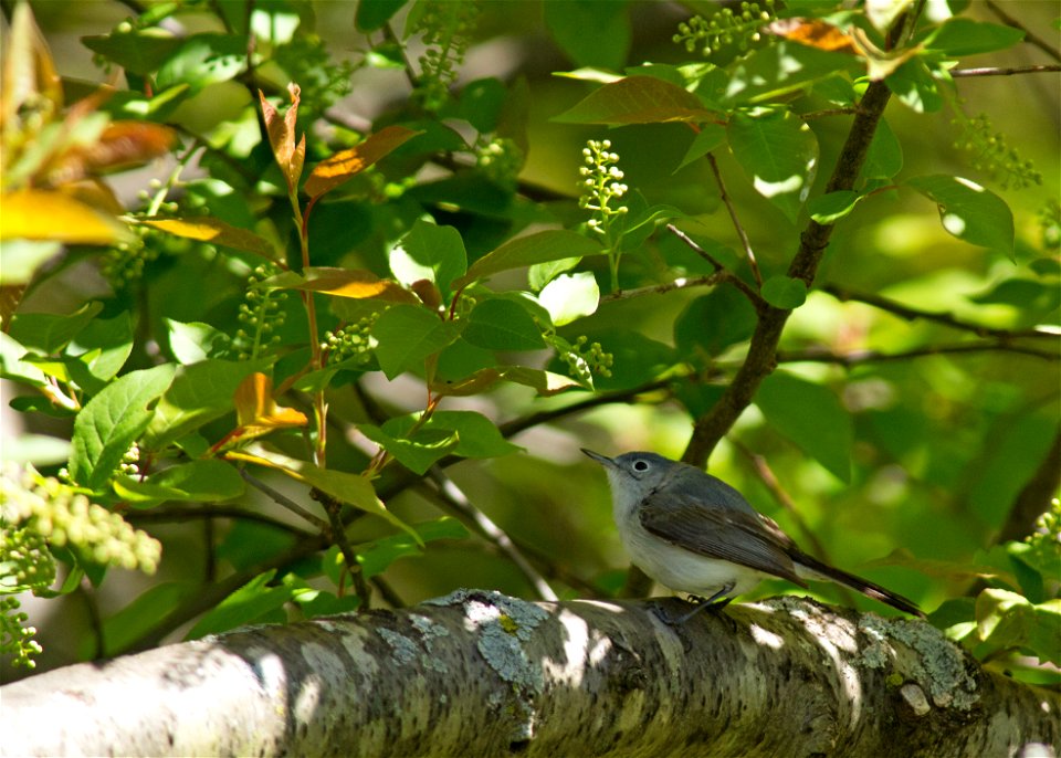 Blue-gray Gnatcatcher