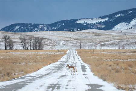 Pronghorn on the National Elk Refuge