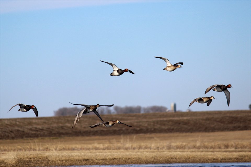Redhead Flock Lake Andes National Wildlife Refuge South Dakota