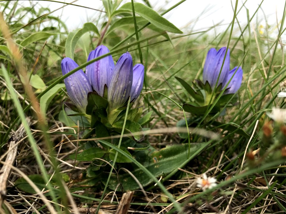 Closed Bottle Gentian