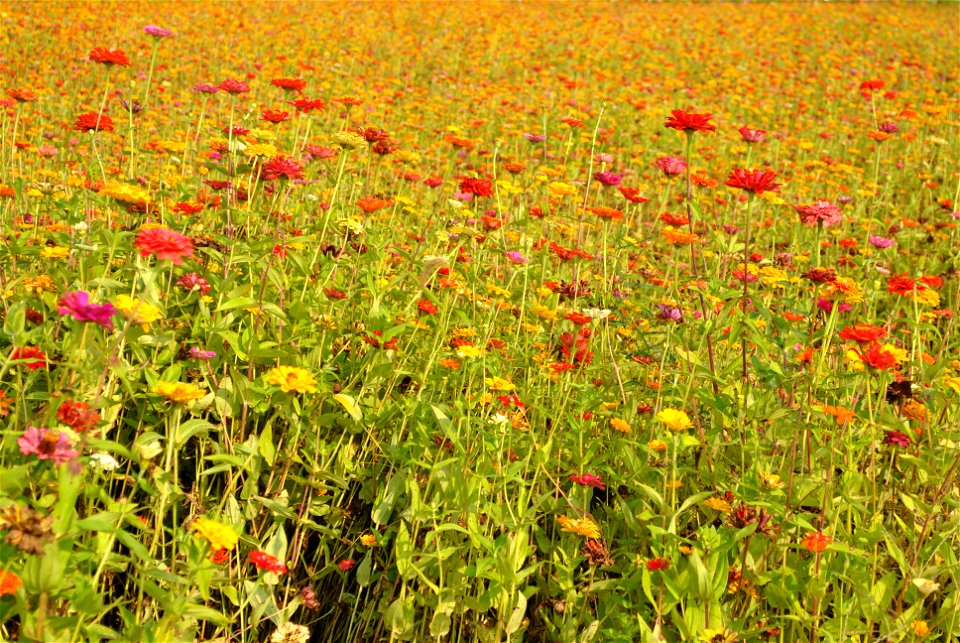 Cosmos Flowers
