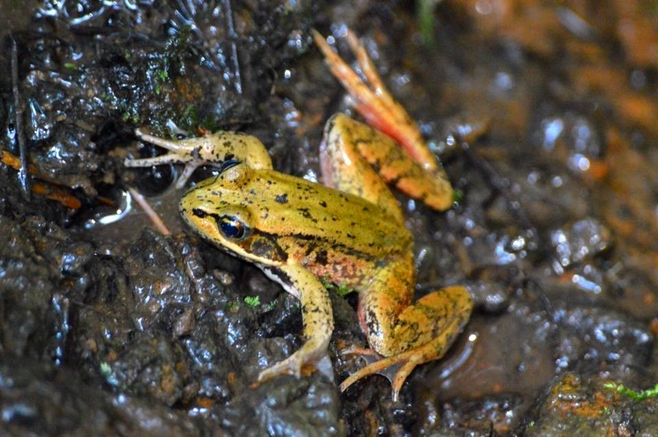 Red Legged Mountain Frog - Rana aurora