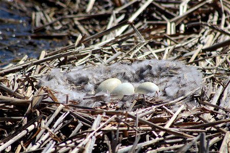 Canada Goose Nest Lake Andes Wetland Management District South Dakota