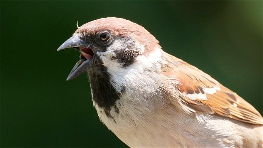 "Hunger!" - Feldsperlinge haben immer Hunger