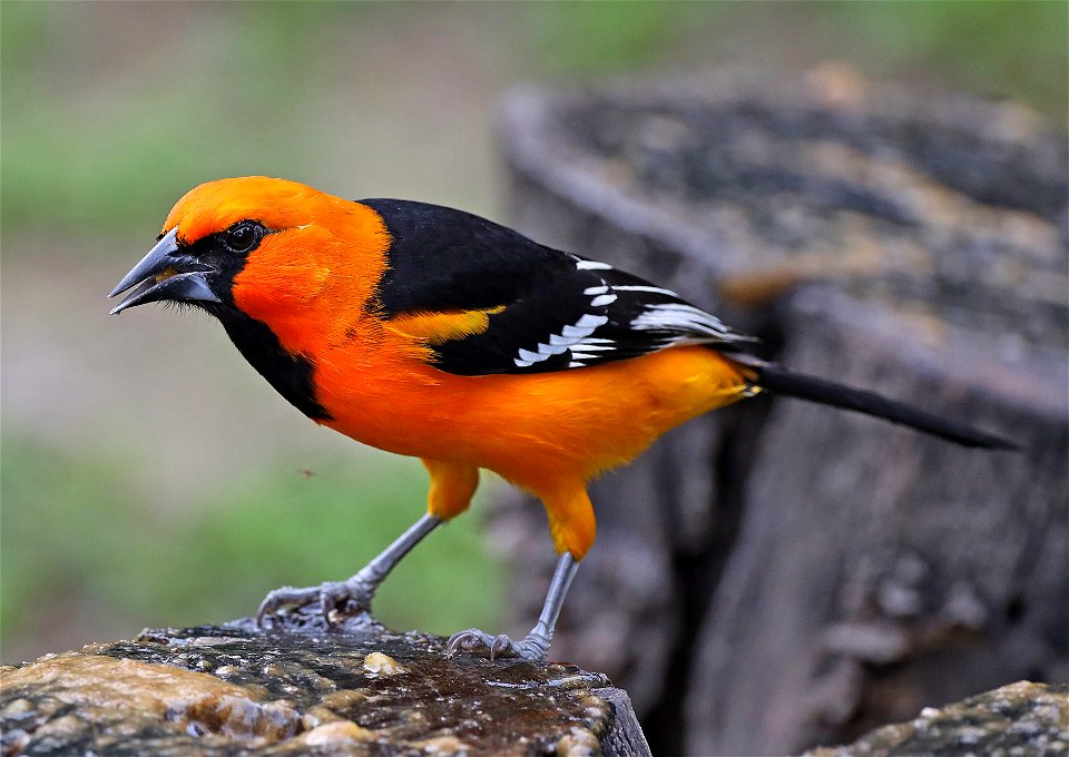 949 - ALTAMIRA ORIOLE (01-09-2022) national butterfly center, hidalgo co, tx -05