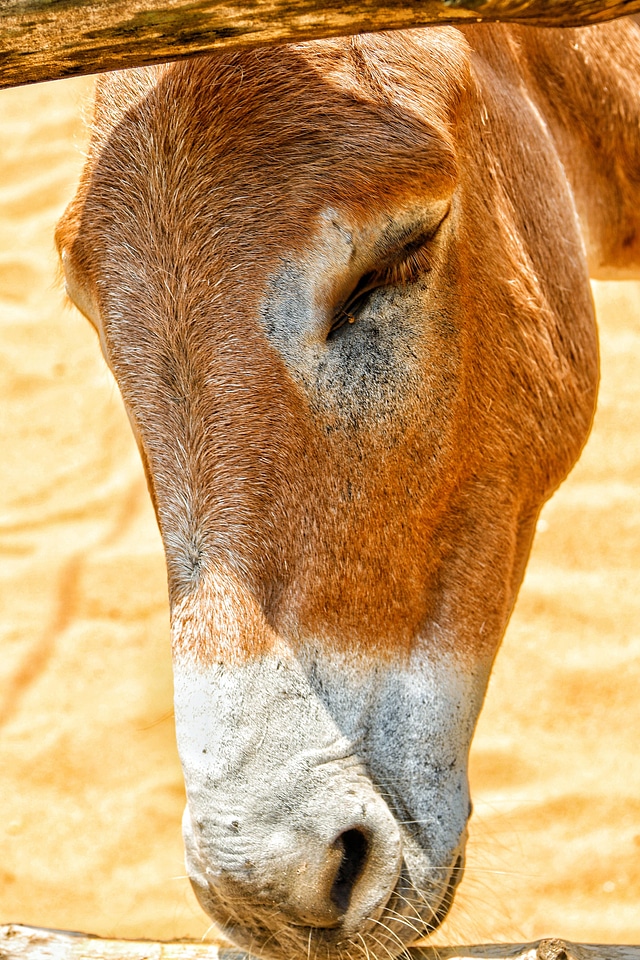 Donkey animal donkey head