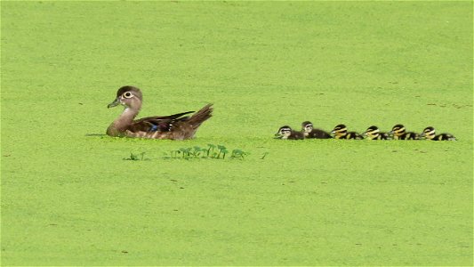 Mother Wood Duck with two of her own ducklings and four adopted Black-bellied Whistling-Duck babies...the little bumble bee ones. photo