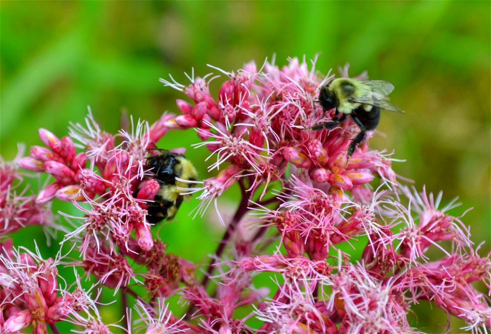 Common Eastern bumblebees