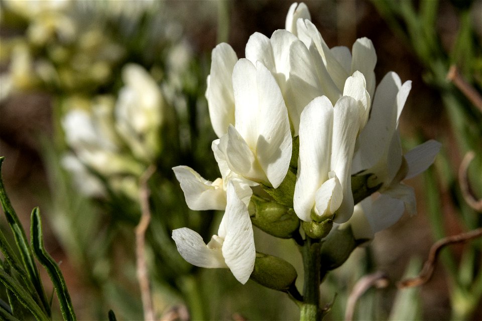 Astragalus pectinatus