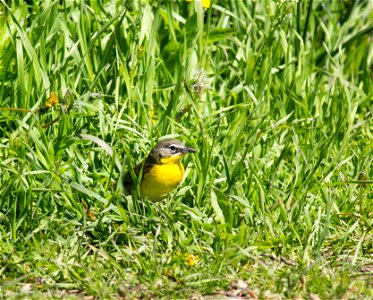 Yellow-breasted Chat