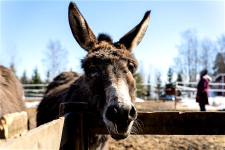 Cardehumma, Läyliäinen photo