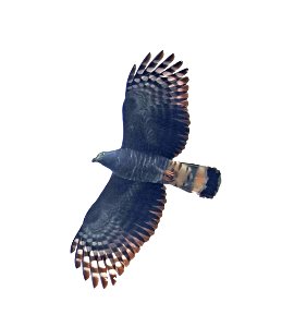 206 - HOOK-BILLED KITE (02-02-2023) bentsen rio grande state park, palmview, hidalgo co, tx -02
