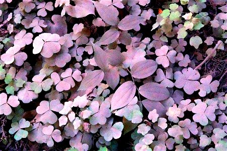 PHOTOSHOP WATERCOLOR STUDIES - Dust on roadside plants, del norte co, ca -09