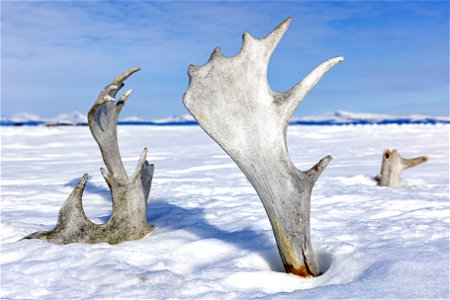 Caribou antlers in the snow. photo