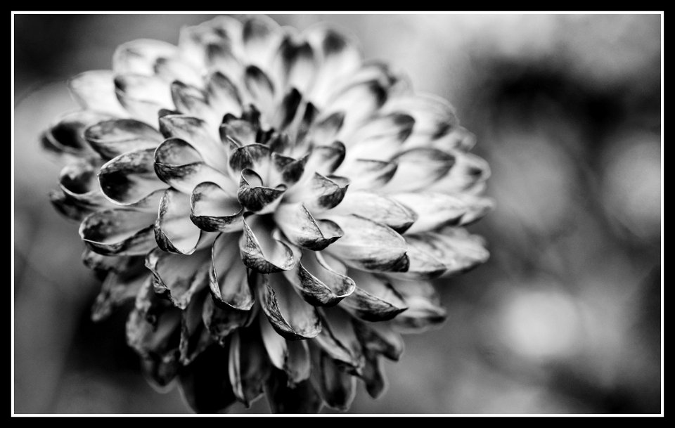 Dahlias labyrinth