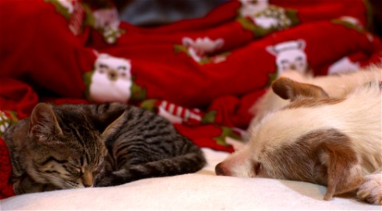 Cats and Dogs Living Together!