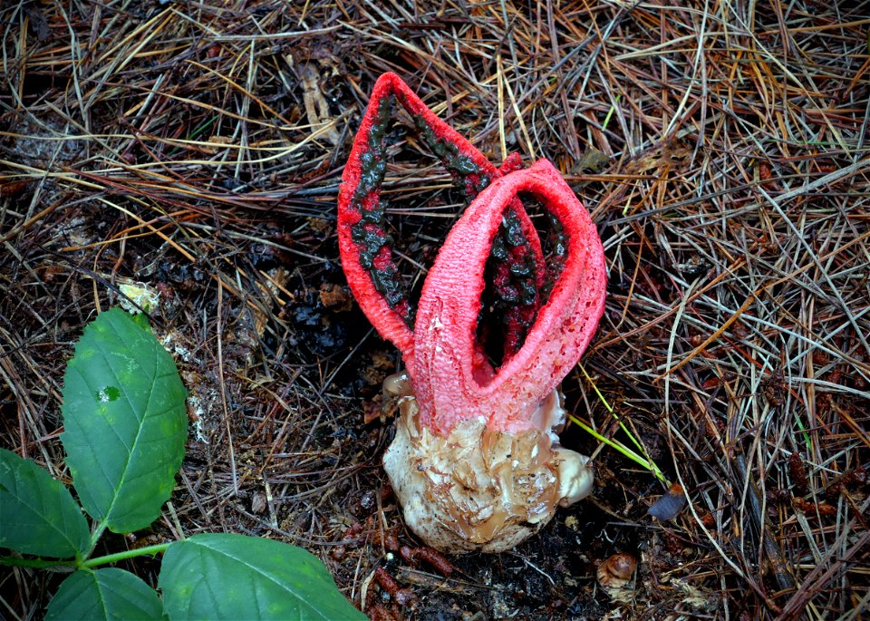 Octopus Fungi. photo