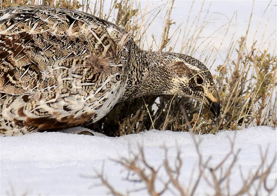 Greater sage-grouse on Seedskadee National Wildlife Refuge