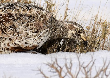 Greater sage-grouse on Seedskadee National Wildlife Refuge photo