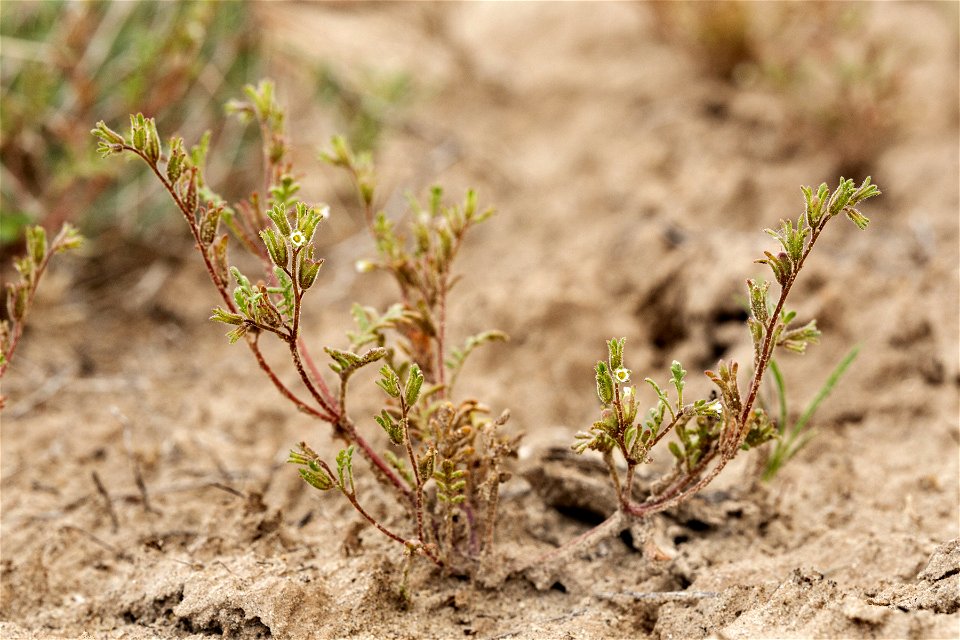 Phacelia ivesiana