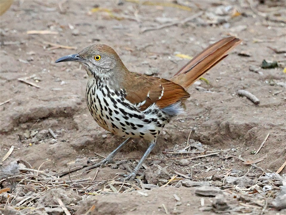 765 - LONG-BILLED THRASHER (01-06-2023) bentsen rio grande state park, palmview, hidalgo co, tx -02