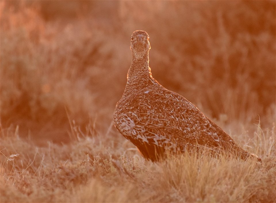 Greater sage-grouse at Seedskadee National Wildlife Refuge