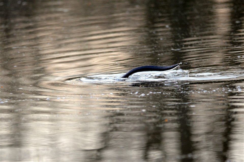 Muskrat Tail photo