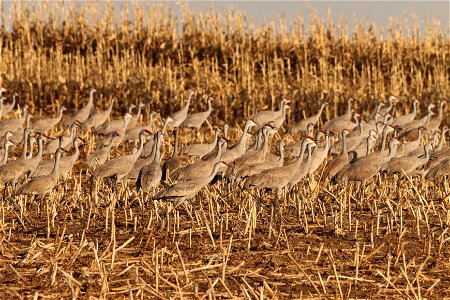Sandhill Cranes Huron Wetland Management District South Dakota