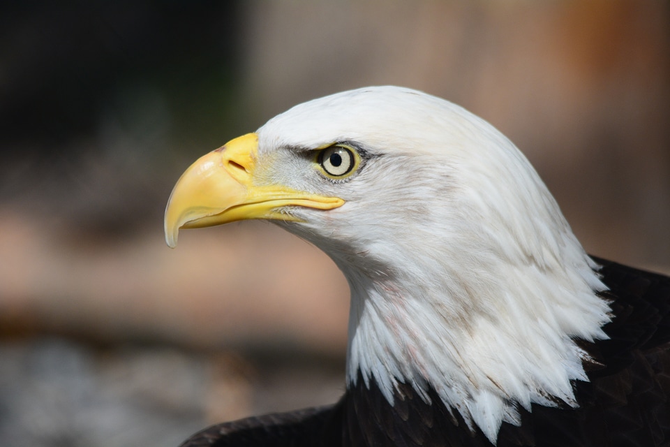Eagles fly bird of prey
