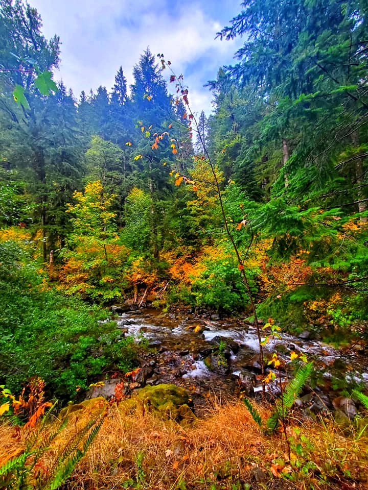 202110-GP-Skate Creek in fall by Sheryl Hall.