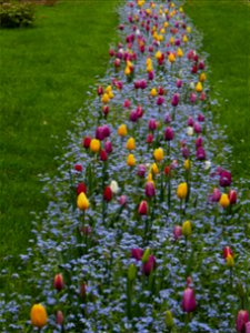 Herestrau Park in spring (68)