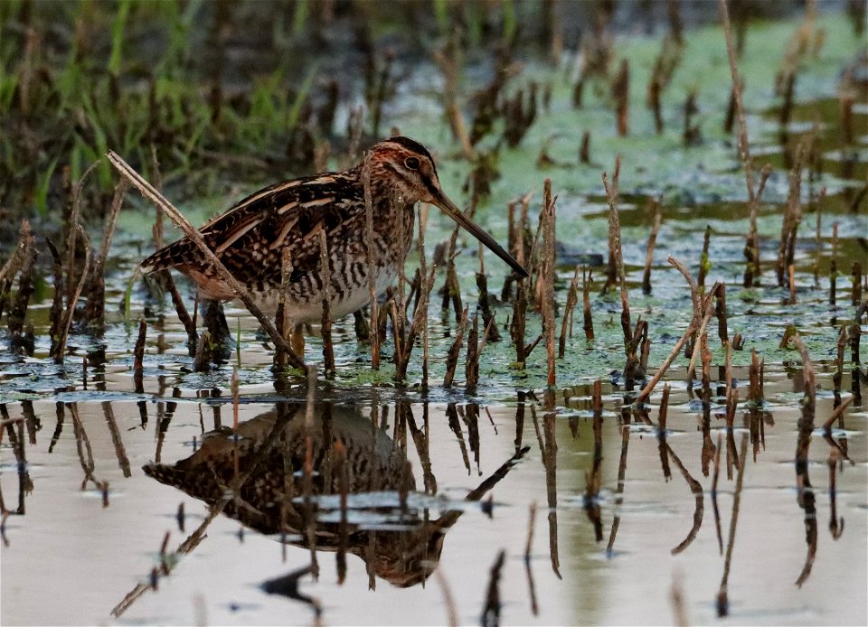 Wilson's Snipe Huron Wetland Management District photo